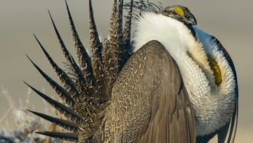 Sage Grouse