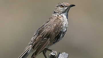 Sage Thrasher