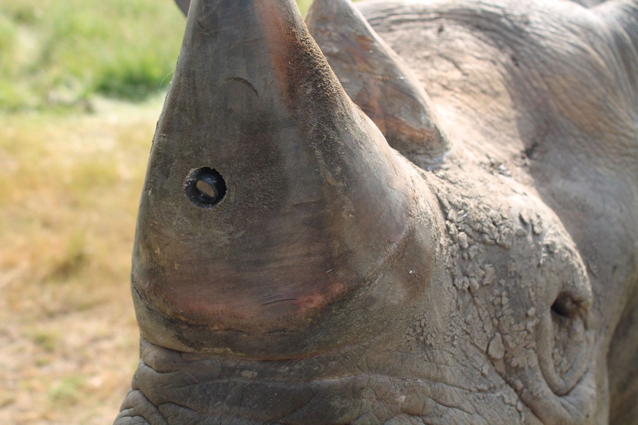 A small hole drilled into the rhino's horn contains a camera. 