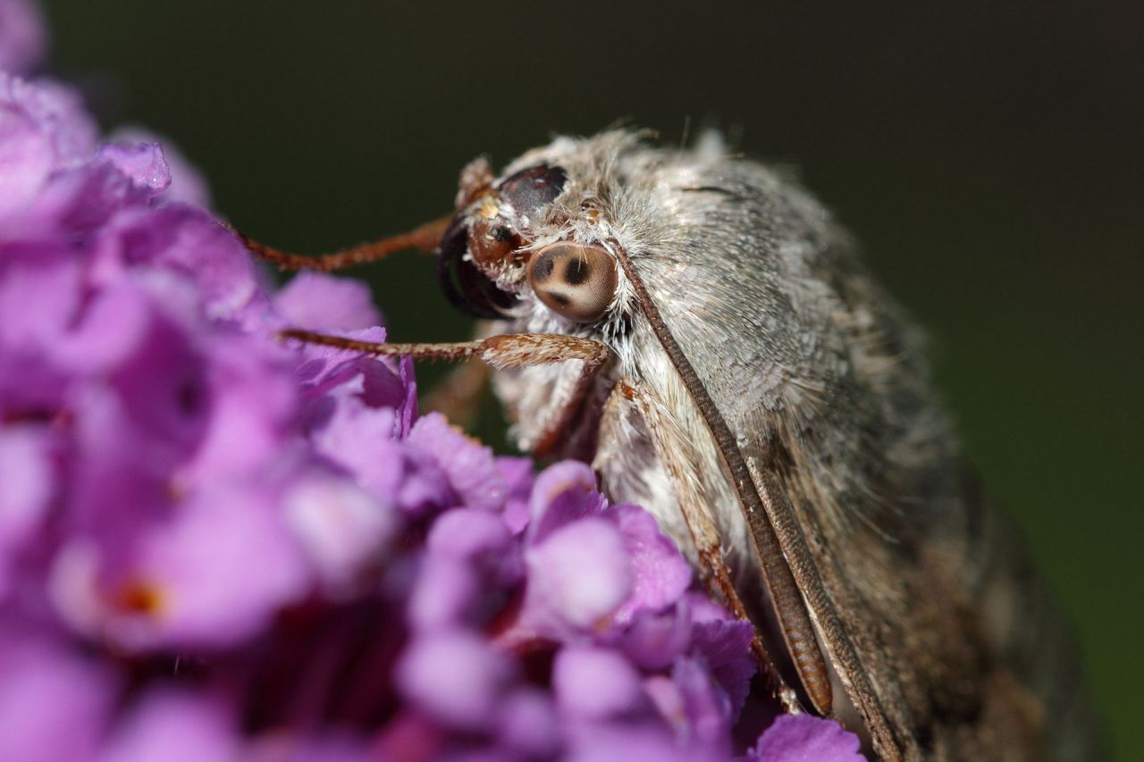 1920px-Macroglossum_stellatarum_-_Schönbrunn 2.57.11 PM