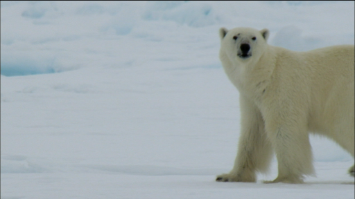 Adaptations of Arctic Animals