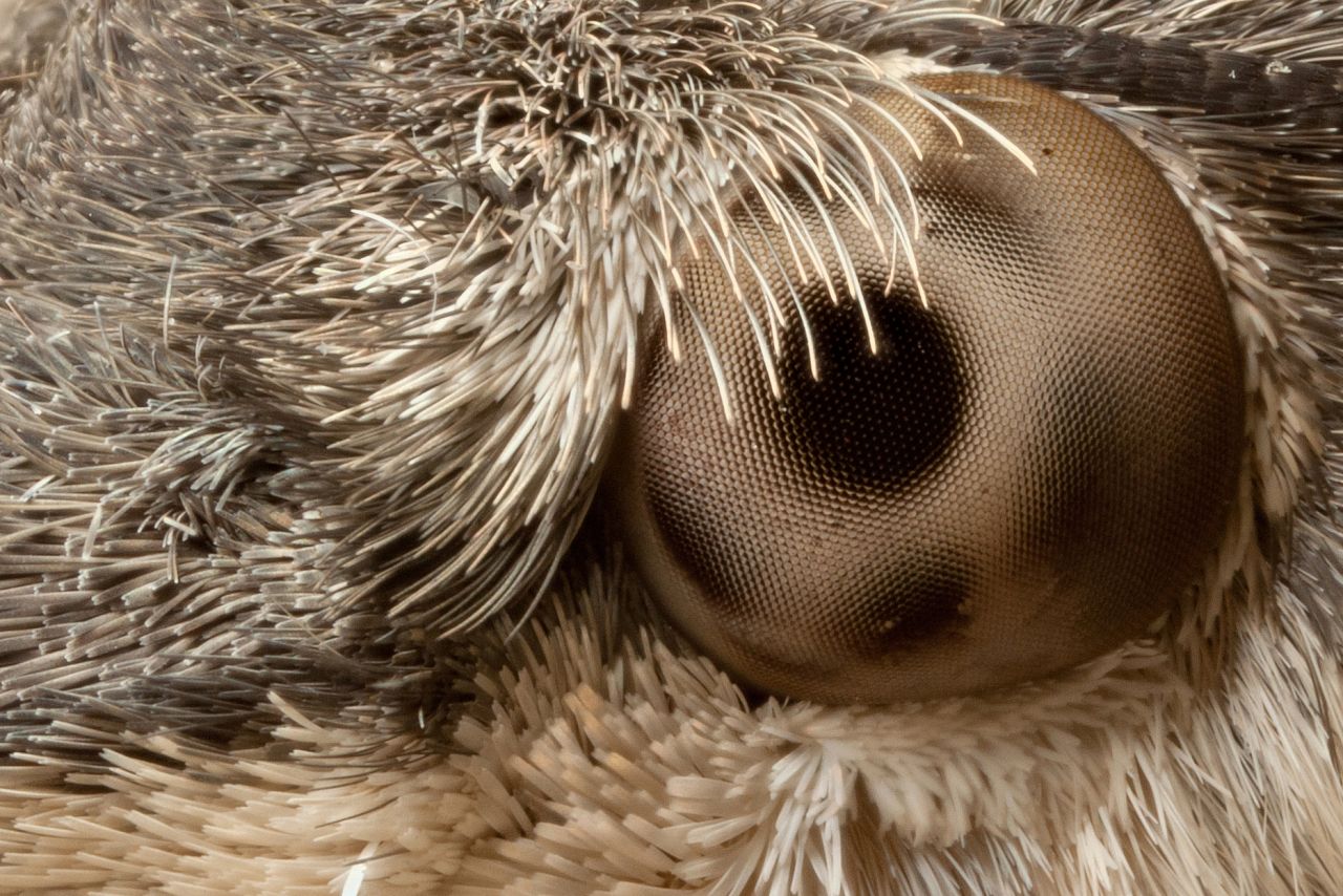 HUMMINGBIRD HAWKMOTH EYE