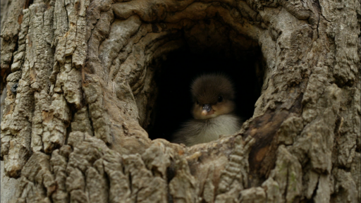 Animal Adaptations: Make Way for Rare Ducklings