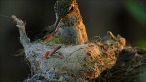 Birds: Designers, Engineers, and Builders of Nests