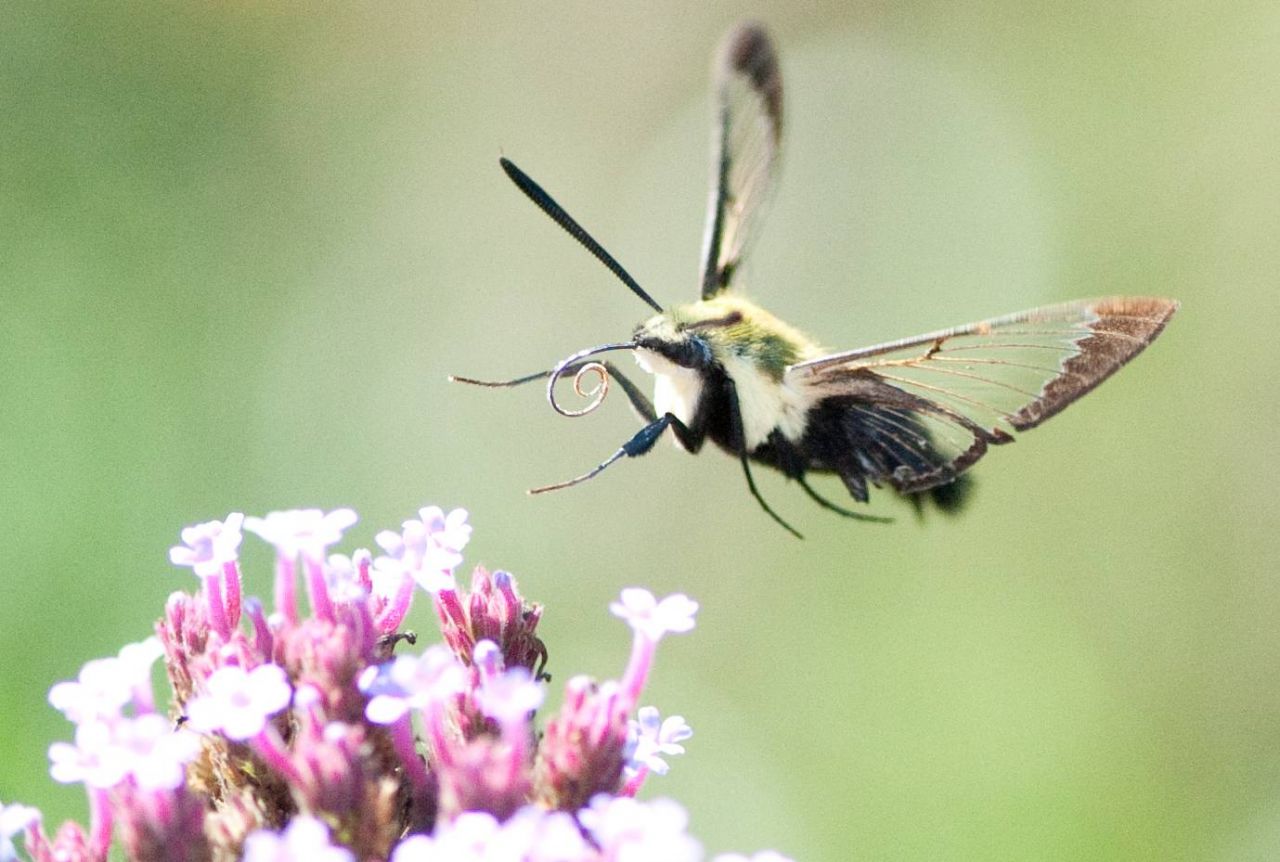 Hummingbird_Moth_(4991823358)