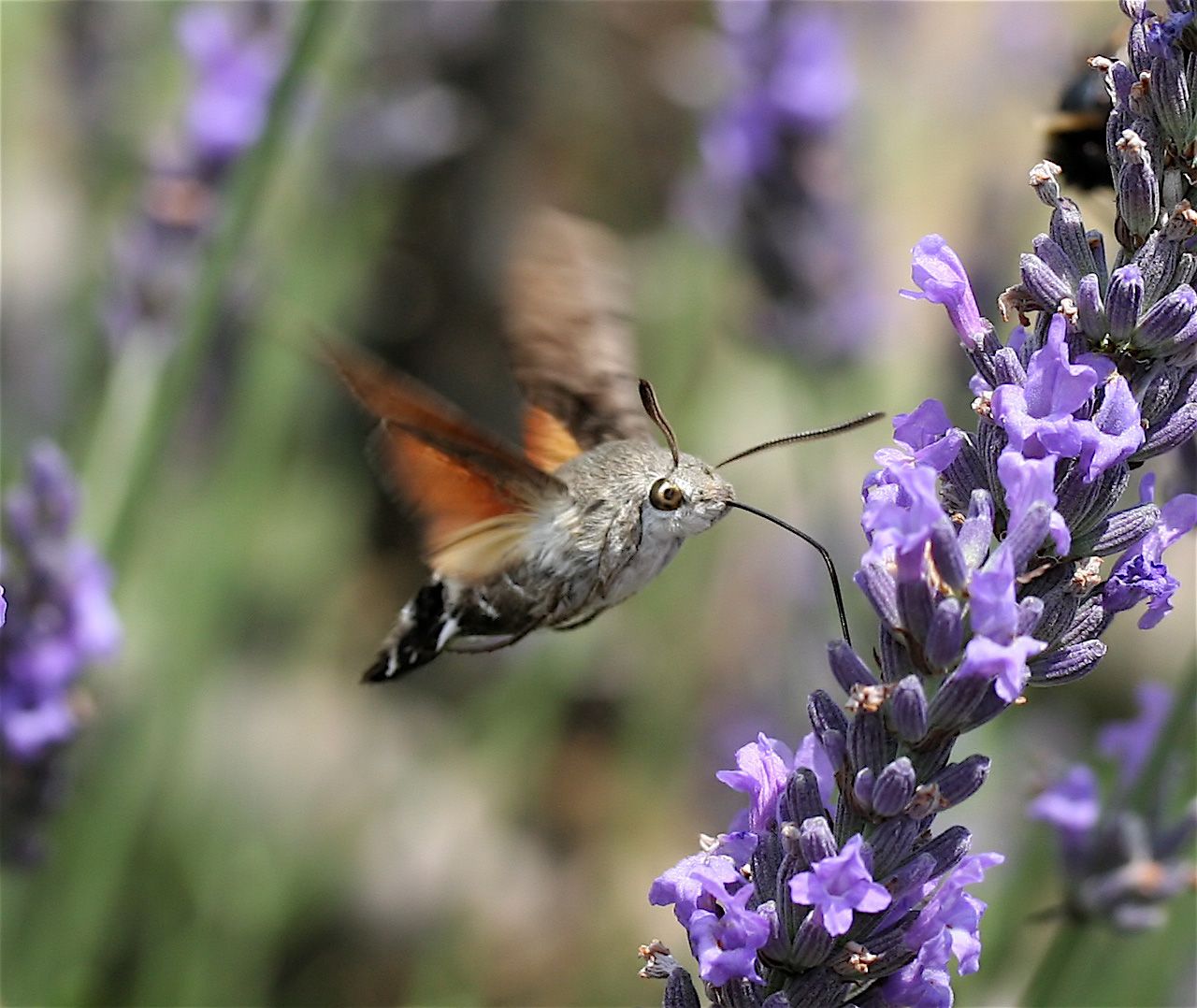 IC_Macroglossum_stellatarum1_NR