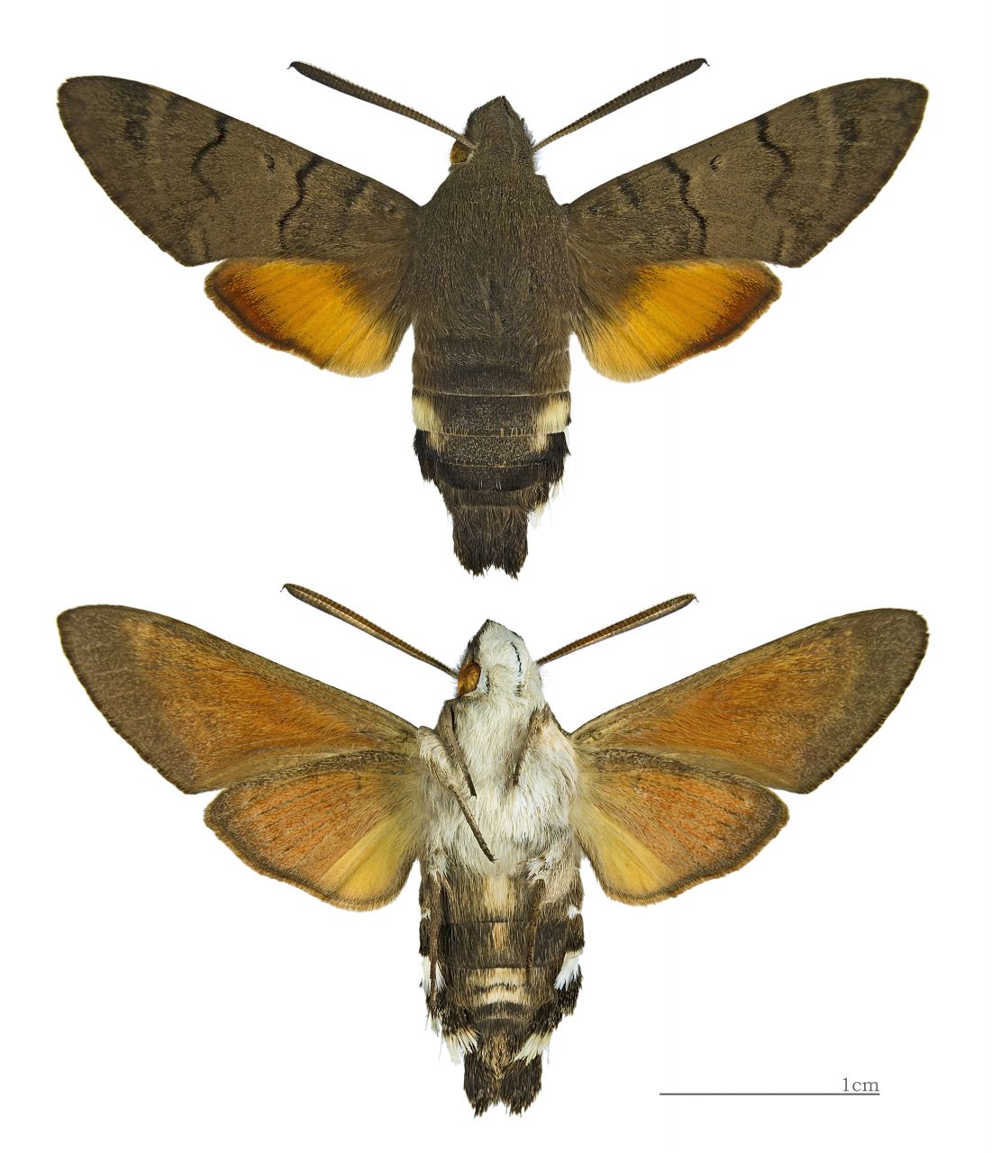 Macroglossum stellatarum MHNT