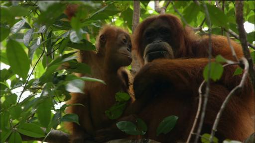 Orangutans: Mother Knows Best