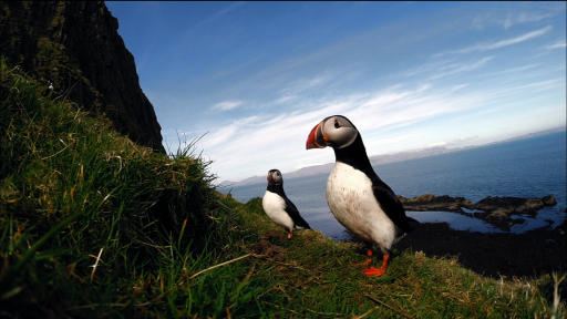 The Puffin Colonies