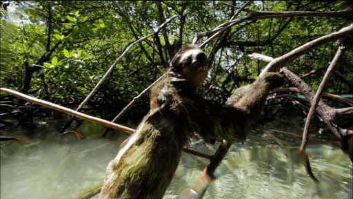 The Pygmy Sloth: A Specialized Species