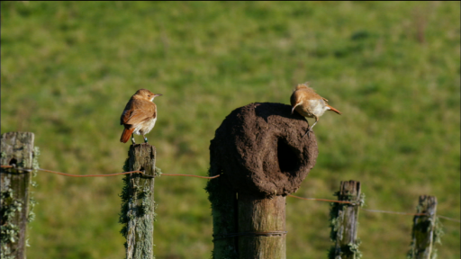 Animal Structures: A Nest Made Out of Mud