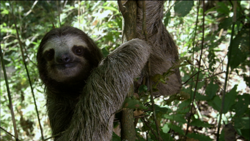 Sloths in their Ecosystem