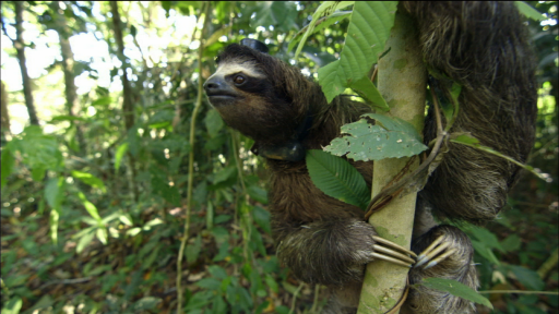 The Scientific Method: Sloth Sleep Study