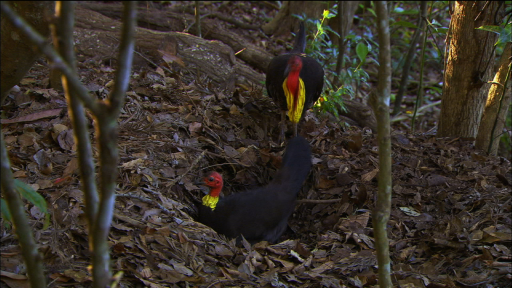 Animal Adaptations: Brush Turkey Mounds