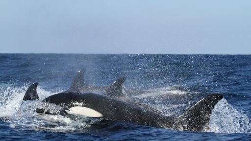 Killer Whales and the Changing Arctic