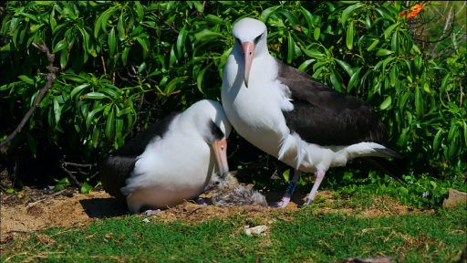 Albatross Females Raising Chicks Together