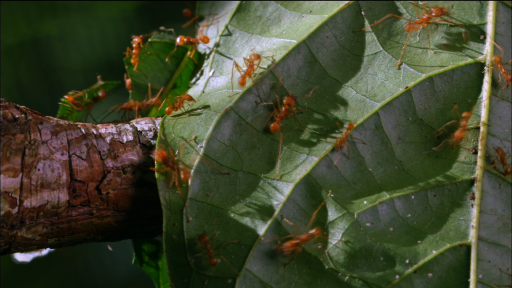 Leaf-Cutter Ants: A Farming Super-Organism