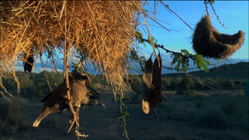 Birds Cooperating to Find Food and Raise Offspring