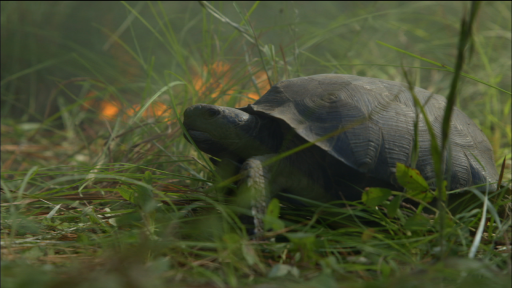 Gopher Tortoises: Burrowing to Escape Forest Fires