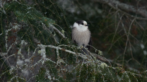 Behavioral Adaptations: The Gray Jay