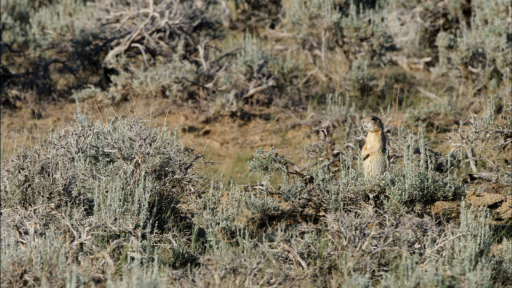 Sagebrush Sea: A High Desert Ecosystem