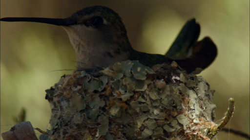 Hummingbirds and Hawks: An Unlikely Pair