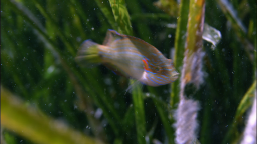 Oscellated Wrasse: One Fish with Multiple Types of Males