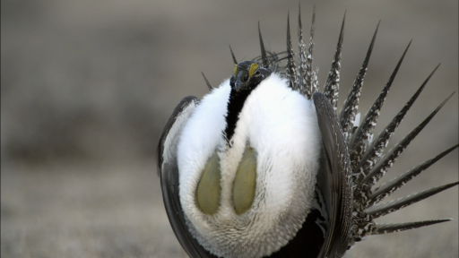 Courtship Rituals of the Greater Sage-Grouse