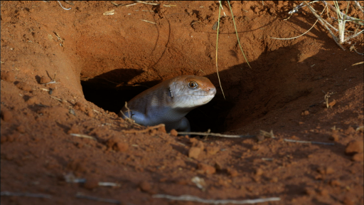 Skinks in the Desert: Behavior as an Adaptation for Survival