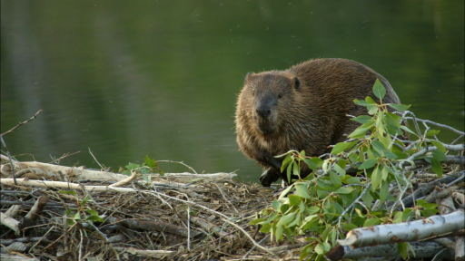 Beavers: Nature’s Architects