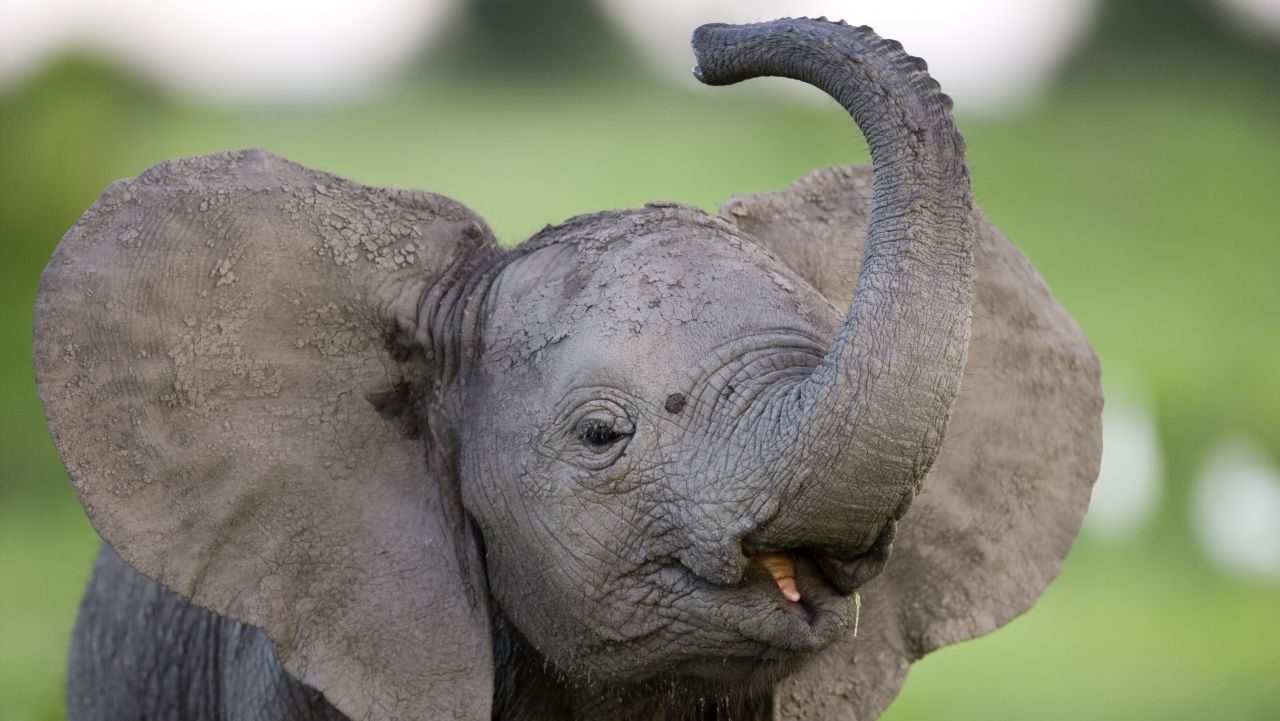 Elephant calf (Loxondonta Africana) displaying and playing in Botswana’s Okavango Delta. Beverly Joubert/© Wildlife Films