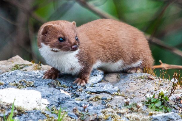 Caption: The stoat, or short tailed weasel, which has an appetite for kiwi chicks. (Derek Parker via Flickr)