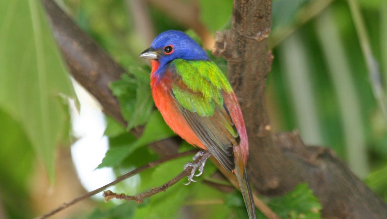 A male painted bunting. 