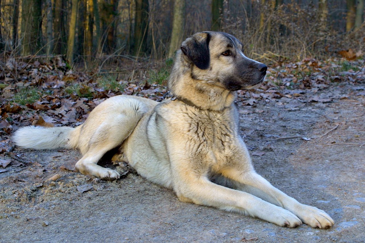 Kangal dog Credit: Chris vT/Flickr