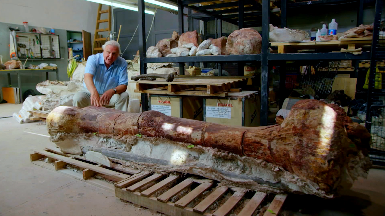 Sir David Attenborough with a giant sauropod thighbone. | Credit: NATURE/BBC 