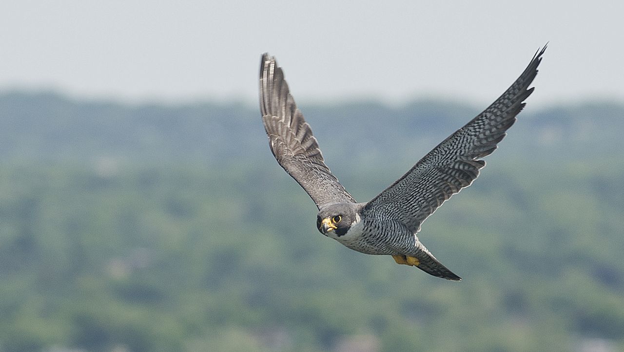 Throgs_Neck_Bridge_Falcons_(17736059753)