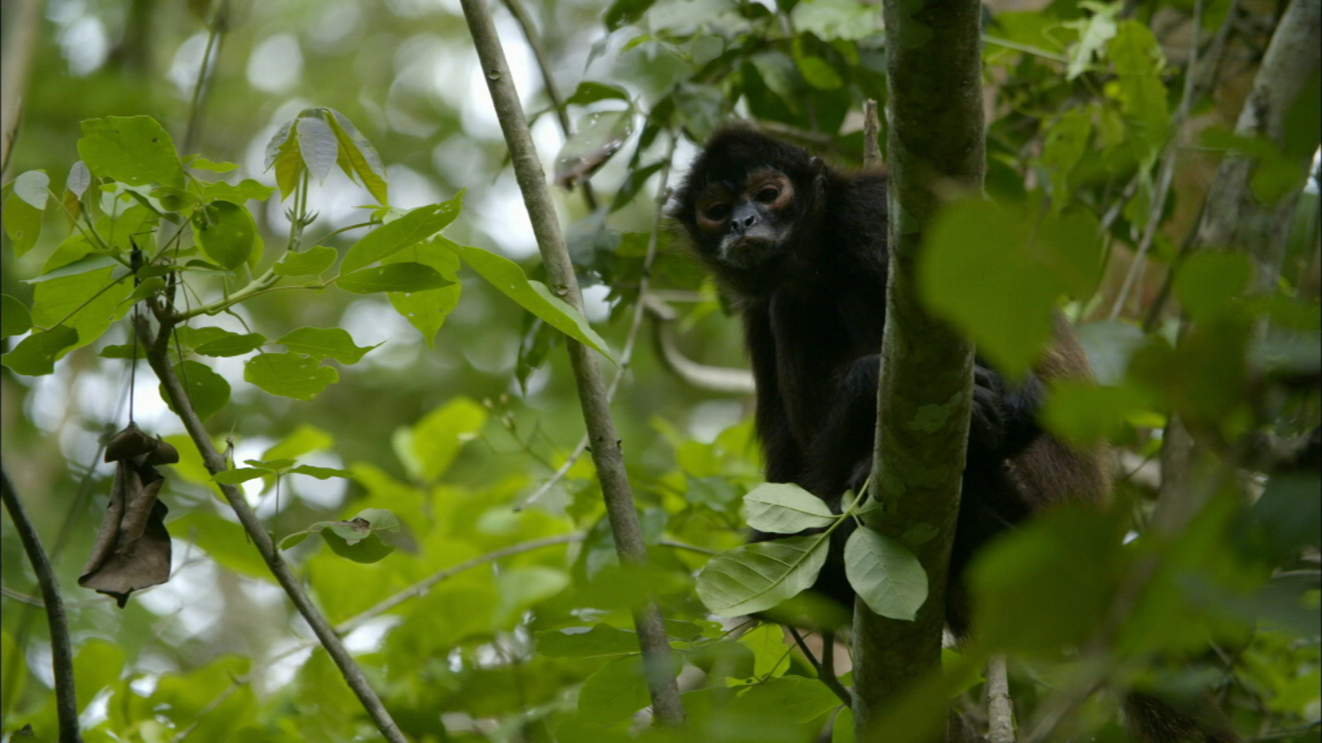 'Bruce', a black spider monkey featured in "Jungle Animal Hospital" that was having trouble separating from humans and integrating into his group