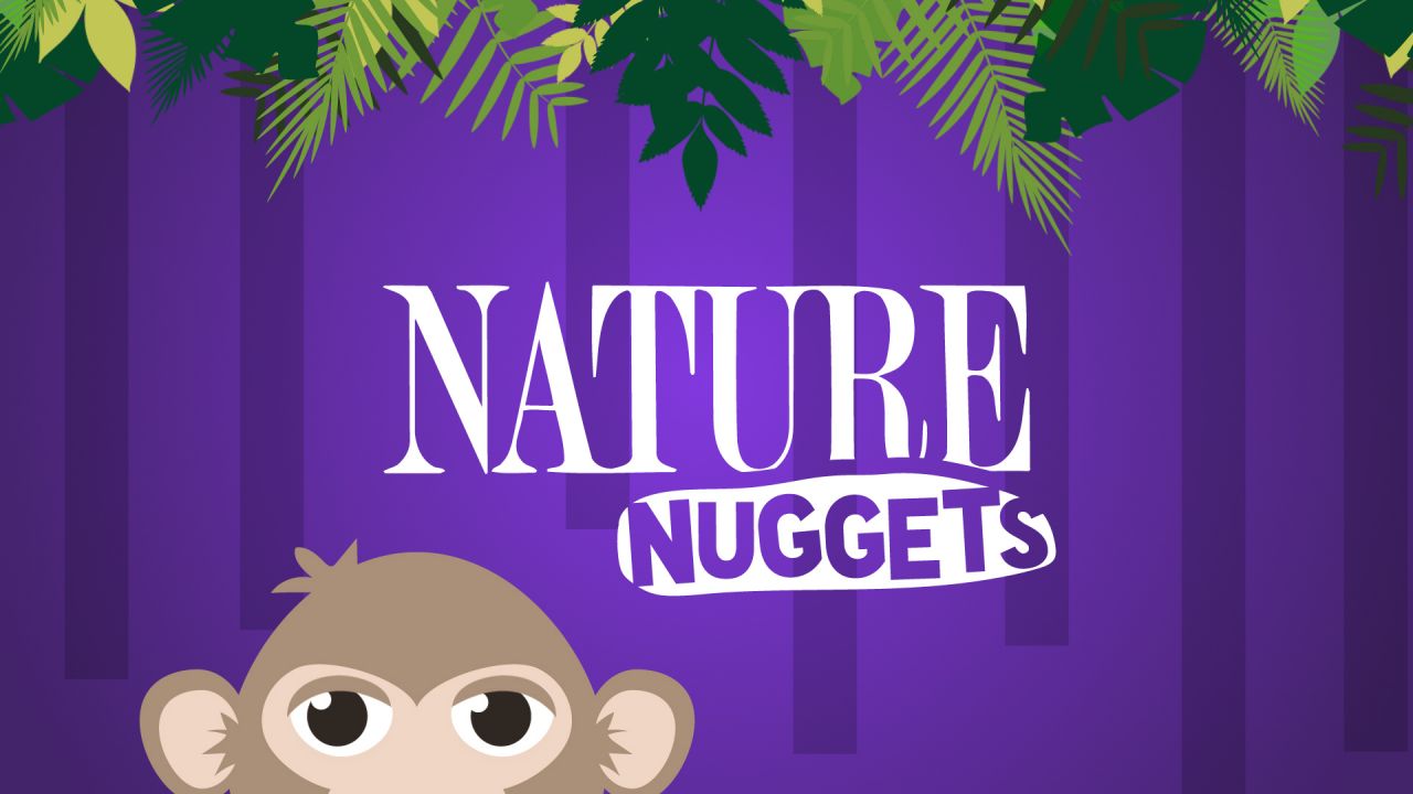 Nature Nuggets Bumper alt framerate