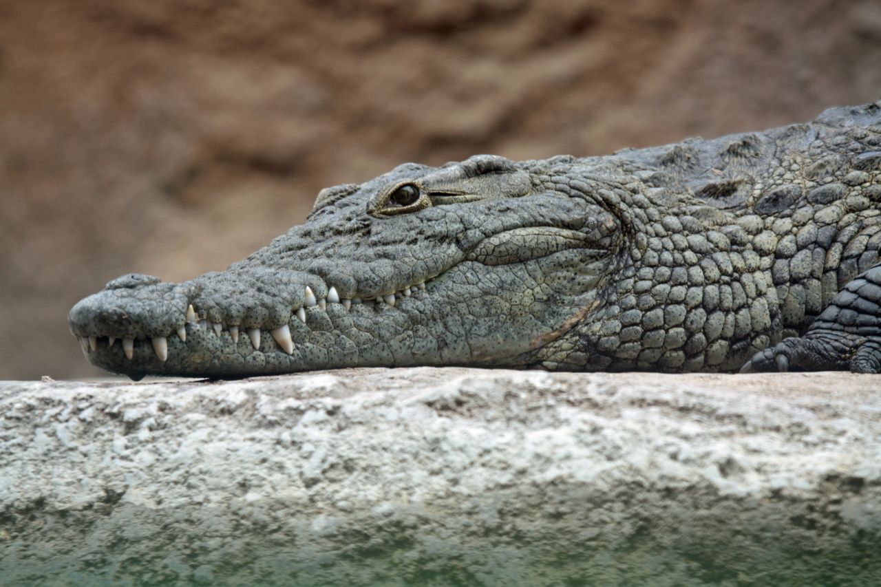 Nile Crocodile (crocodylus niloctus) Photo: Leigh Bedford/Wikimedia. 