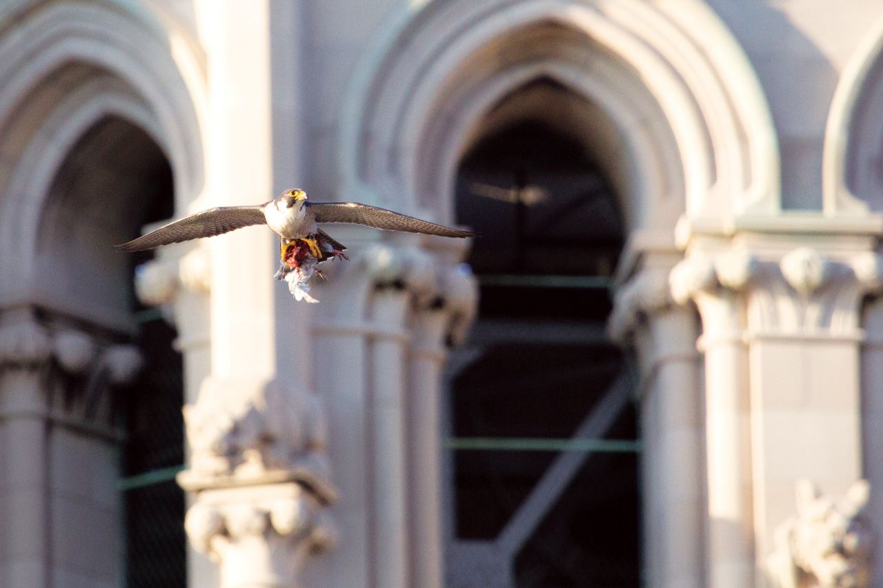 peregrine_with_catch