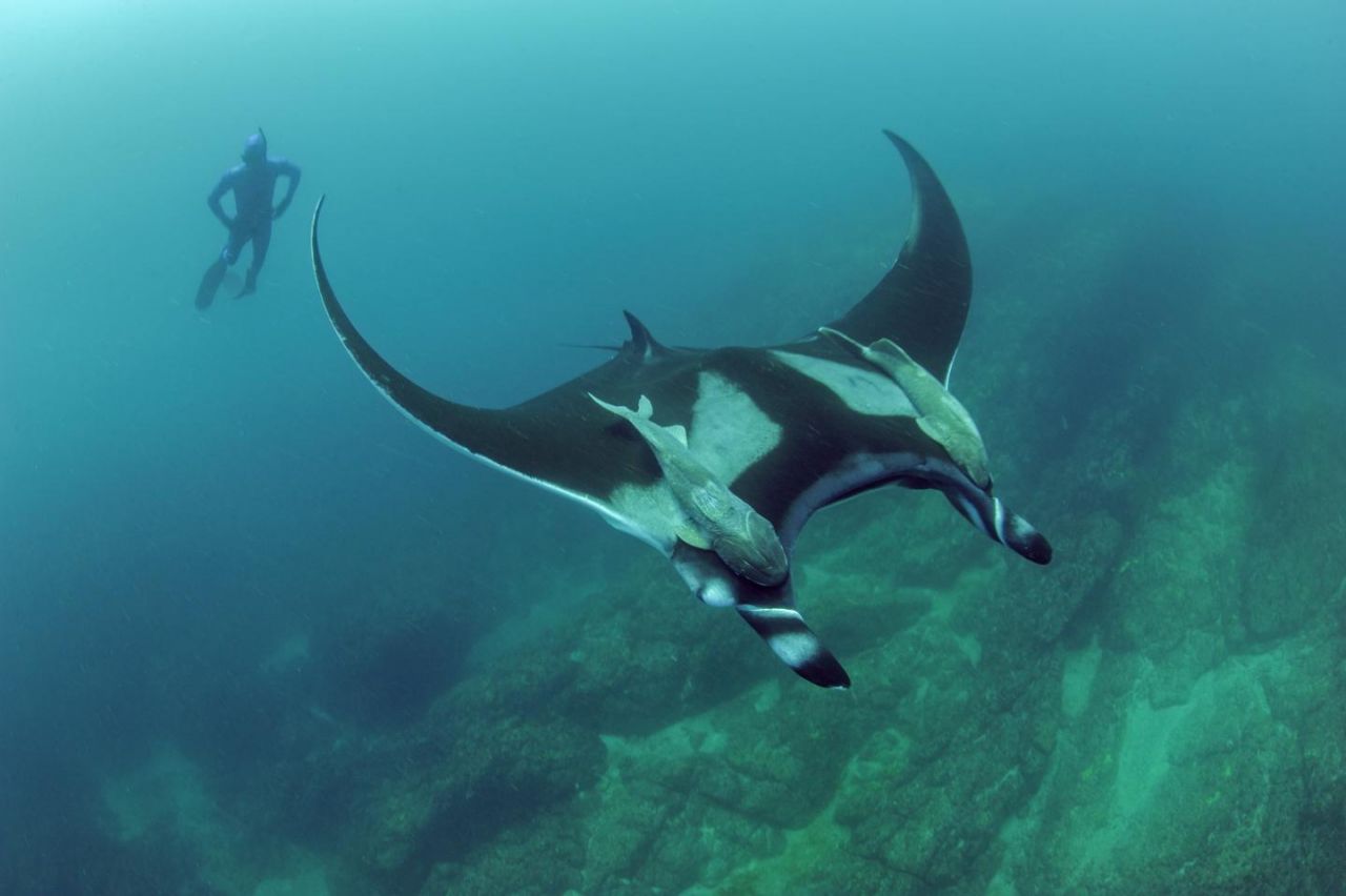 Scripps graduate student Josh Stewart swims near a giant oceanic manta ray at Bahia de Banderas off mainland Pacific Mexico. | Credit: Scripps Oceanography/Octavio Aburto