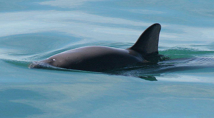 Vaquita. Photo: NOAA Fisheries.