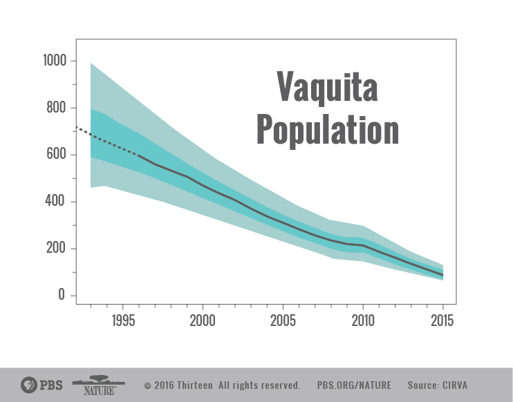 vaquita_decline_01-01