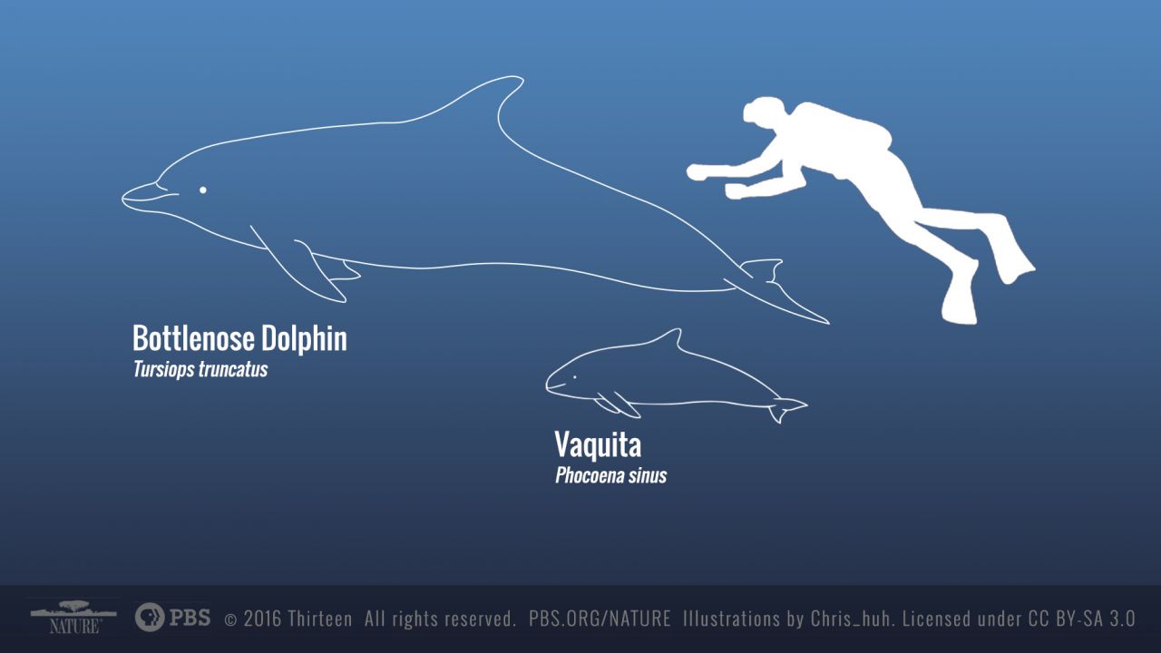 vaqutia_dolphin_comparison