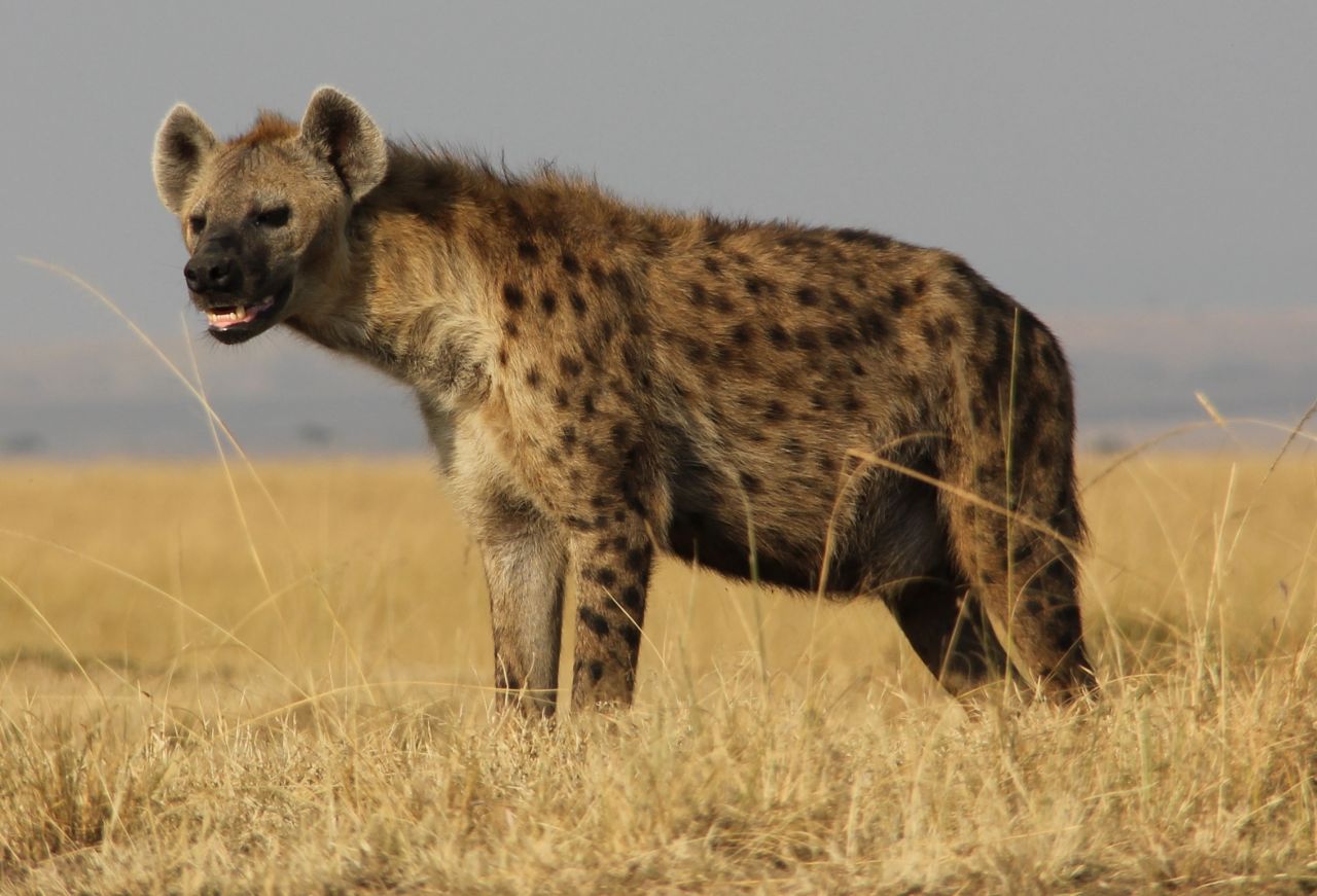 Spotted hyena (Crocuta crocuta) in the Masai Mara Reserve.