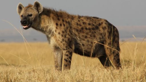 Spotted hyena (Crocuta crocuta) in the Masai Mara Reserve.