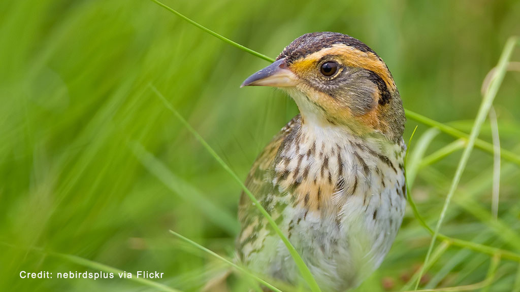 The saltmarsh sparrow (Ammodramus caudacutus).