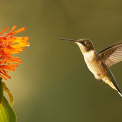 Hummingbird visits flower