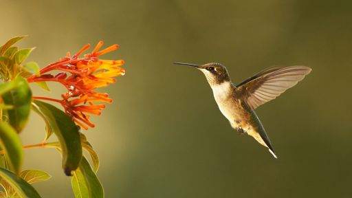 Hummingbird visits flower