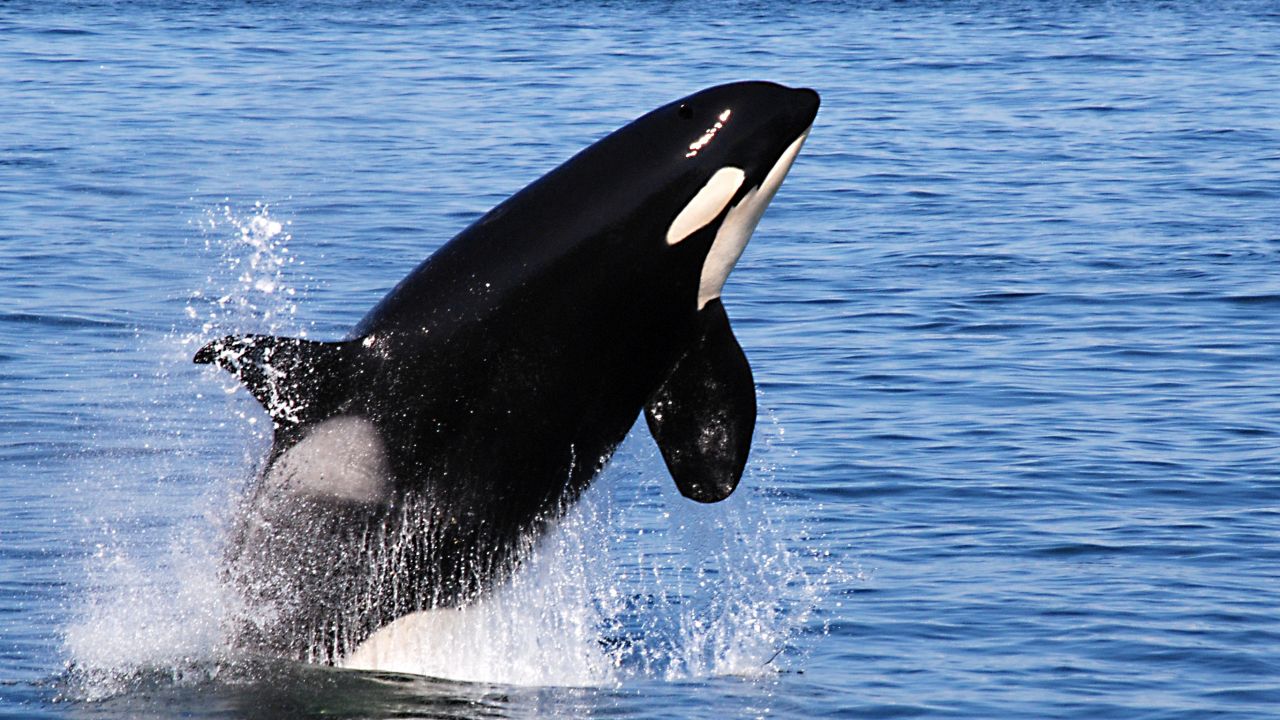 killer_whale